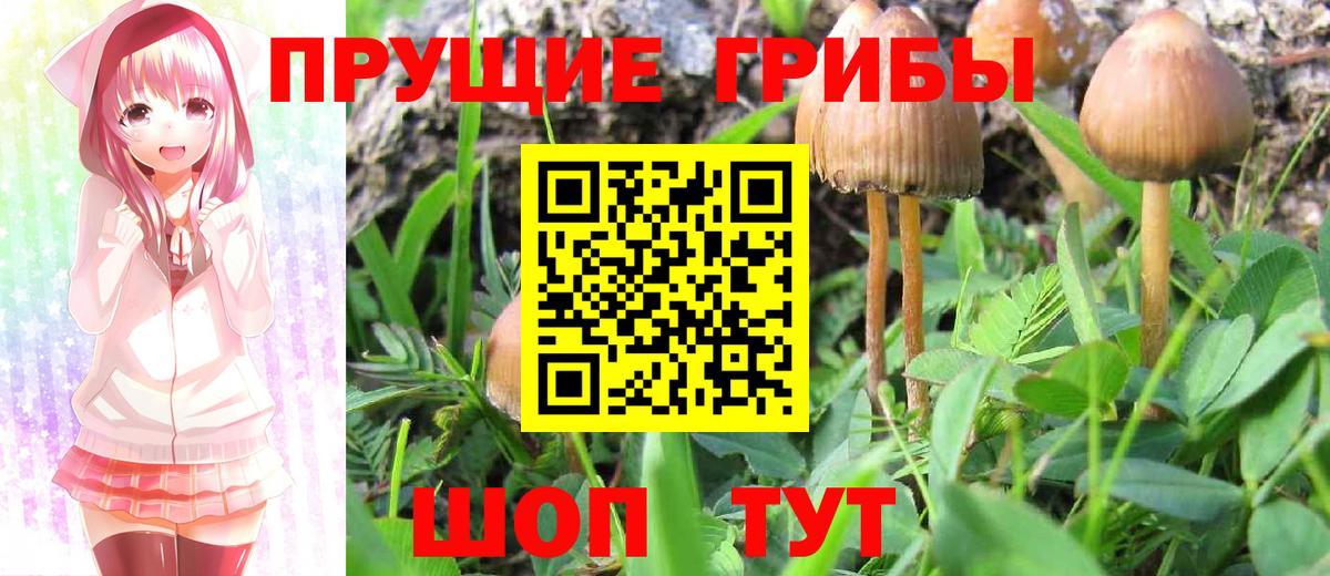 Сосновоборск  Галлюциногенные грибы Psilocybe  Вход с VPN 